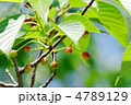荒川自然公園の桜の木の実と若葉と新緑