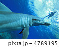イルカ