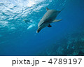 イルカ