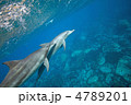 イルカ イルカ
