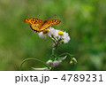 ツマグロヒョウモン蝶と白色の花・春紫苑