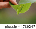 葉脈