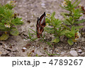 アサギマダラ　
