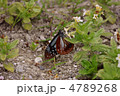 アサギマダラ　