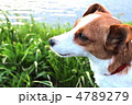 初夏の風音