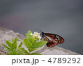 アサギマダラ　