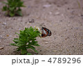 アサギマダラ　