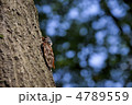 アブラゼミ アブラゼミ