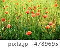 5月　ナガミヒナゲシ・ケシ科13