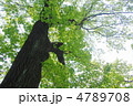 5月　ユリノキ・モクレン科99新緑