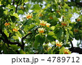 5月　ユリノキ・モクレン科95