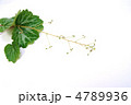 ユキノシタの斑入りの葉と可憐な花・横位置