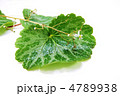 ユキノシタの斑入りの葉と可憐な花・横位置