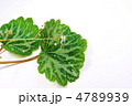 ユキノシタの斑入りの葉と可憐な花・横位置