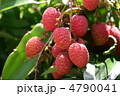 ライチ