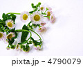 春の野の花ハルジオン・白バック横位置