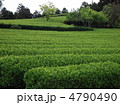新緑の茶畑 新緑の茶畑