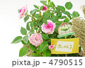 薔薇の贈り物