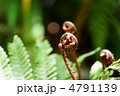 紅羊歯の新芽　シダらしいクルッとした形です。