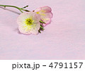 昼咲き月見草のアレンジ