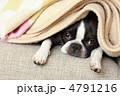 隠れてるつもり