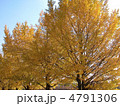 紅葉 紅葉