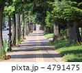 札幌の並木道