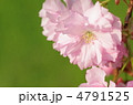 八重桜