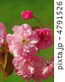 八重桜