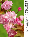 八重桜