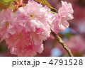 八重桜