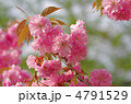 八重桜