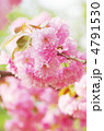 八重桜