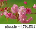 八重桜