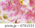 八重桜