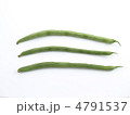 インゲンマメ