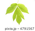 アシタバ