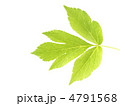 アシタバ