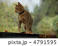 ねこ ねこ