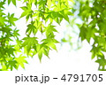 もみじの新緑 もみじの新緑