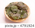 山菜　ユキノシタ
