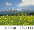 鳥海山と菜の花畑