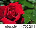 薔薇(プレジデントLサンゴール) 薔薇(プレジデントLサンゴール)