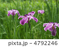 花菖蒲