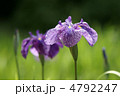 花菖蒲 花菖蒲