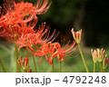 彼岸花 彼岸花