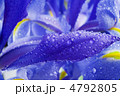 水 紫 葉