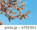 開花 快晴 夏