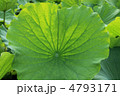 ハスの葉