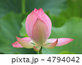 ハスの蕾